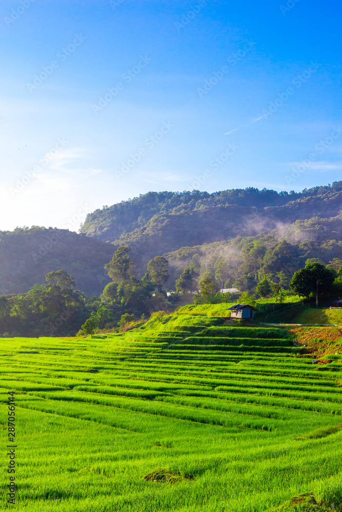 The green step rice field in the mountain with shade trees background in the morning of sunny day , high contrast color with intention. 