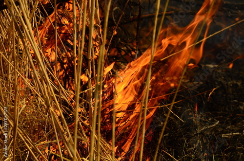 coastal zone of marsh creek, strong smoke from fire of liana overgrowth. Spring fires of dry reeds dangerously approach houses of village by river Cleaning fields of reeds, dry grass. Natural disaster photo