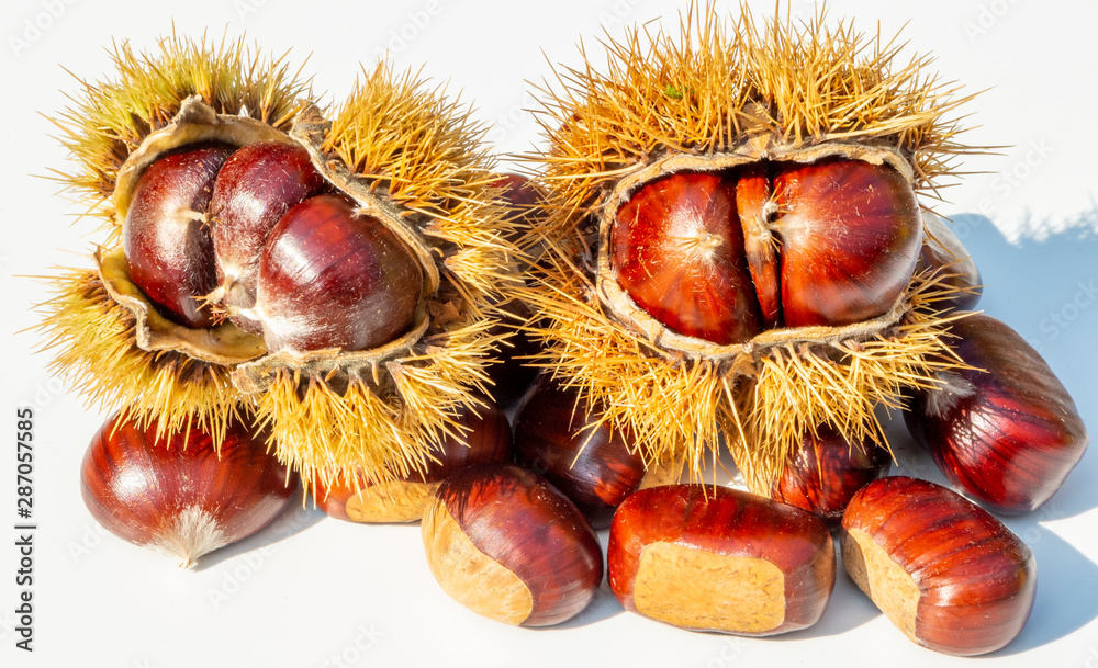 Autumn composition of chestnuts and hedgehogs on white background Autumn composition of chestnuts and hedgehogs on white background