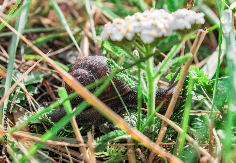 Snail in the Grass Snail in the Grass