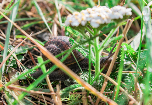 Snail in the Grass