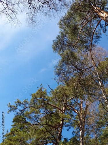 Branches of huge pines against the blue sky