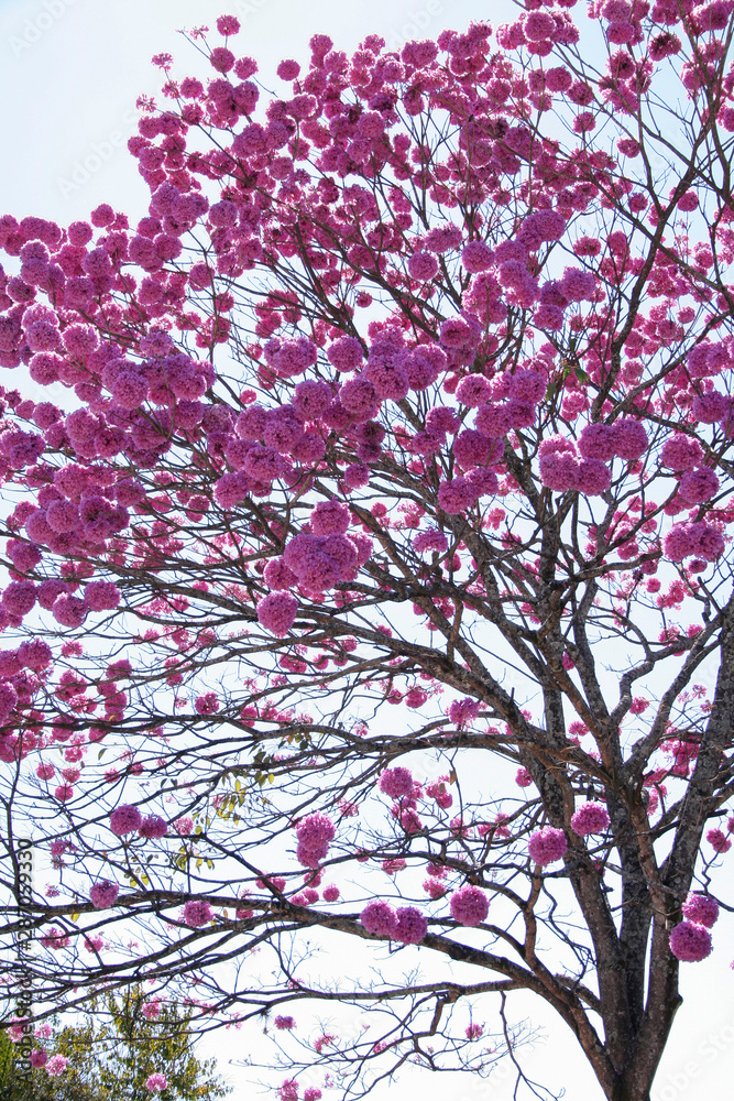 Bloom detail purple ipe with blue sky Bloom detail purple ipe with blue sky