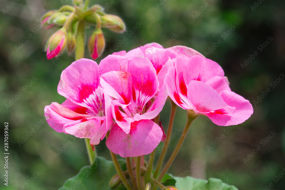 Fototapeta premium Géranium