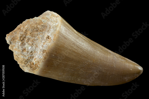 Obraz na płótnie Large Fossil Mosasaur (Mosasaurus) Dinosaur Tooth