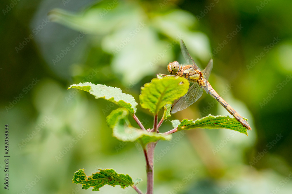 Female Common Darter dragonfly perched on a leaf Female Common Darter dragonfly perched on a leaf