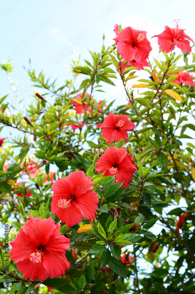 南国沖縄のハイビスカスの花が並んで咲いている Stock Photo Adobe Stock