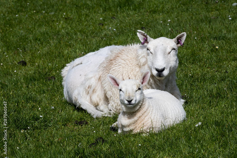 Obraz premium Schafe im Hochland