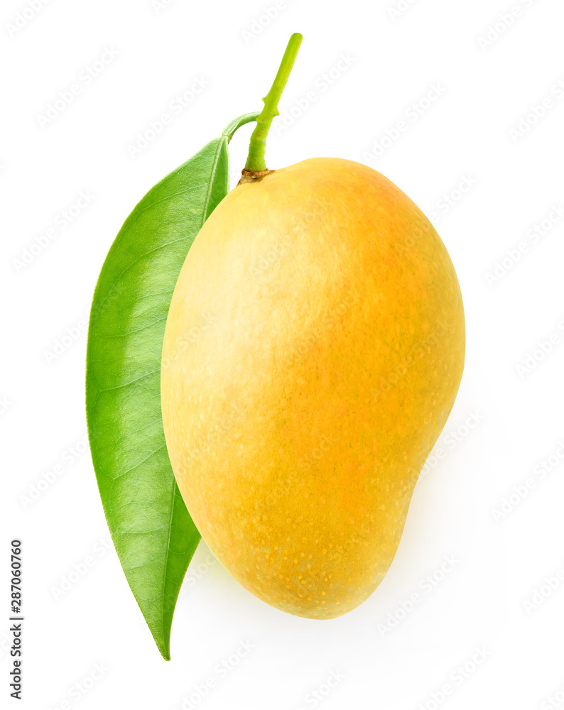Isolated mango fruit. Tree branch with leaves and one yellow mango
