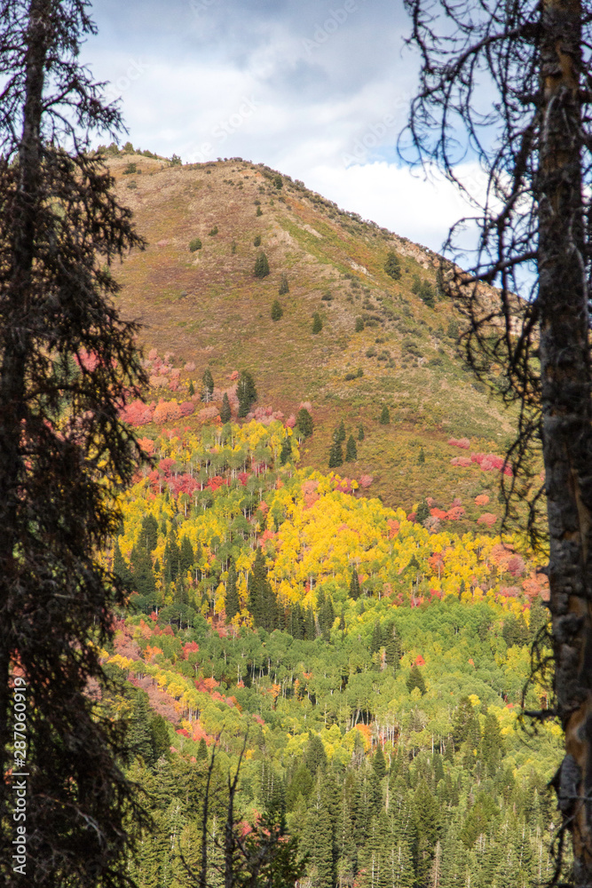 Fototapeta premium autumn in the mountains of utah