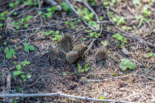 Cluster of a clump of 6 morel mushrooms growing on the forest floor