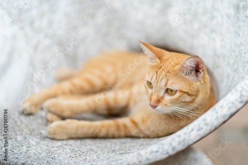 Ginger tabby cat lying on the marble bench.