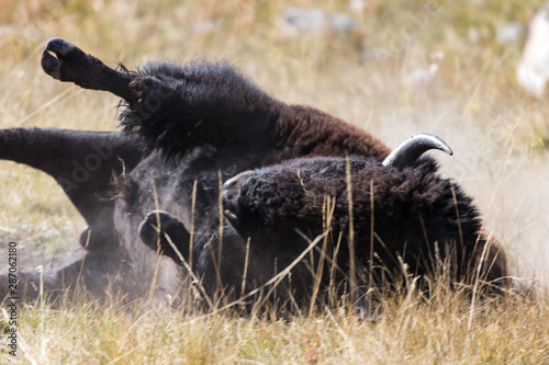 Foto Bison wallowing on earth, Yellowstone National Park, Wyoming, USA