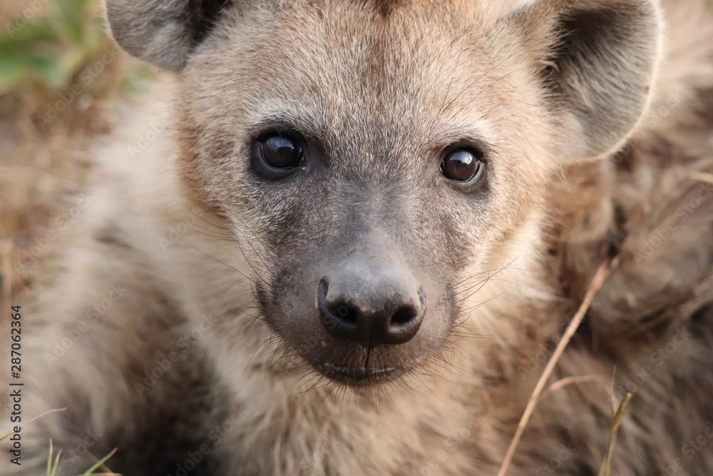 Spotted hyena portrait, Masai Mara National Park, Kenya. Spotted hyena portrait, Masai Mara National Park, Kenya.