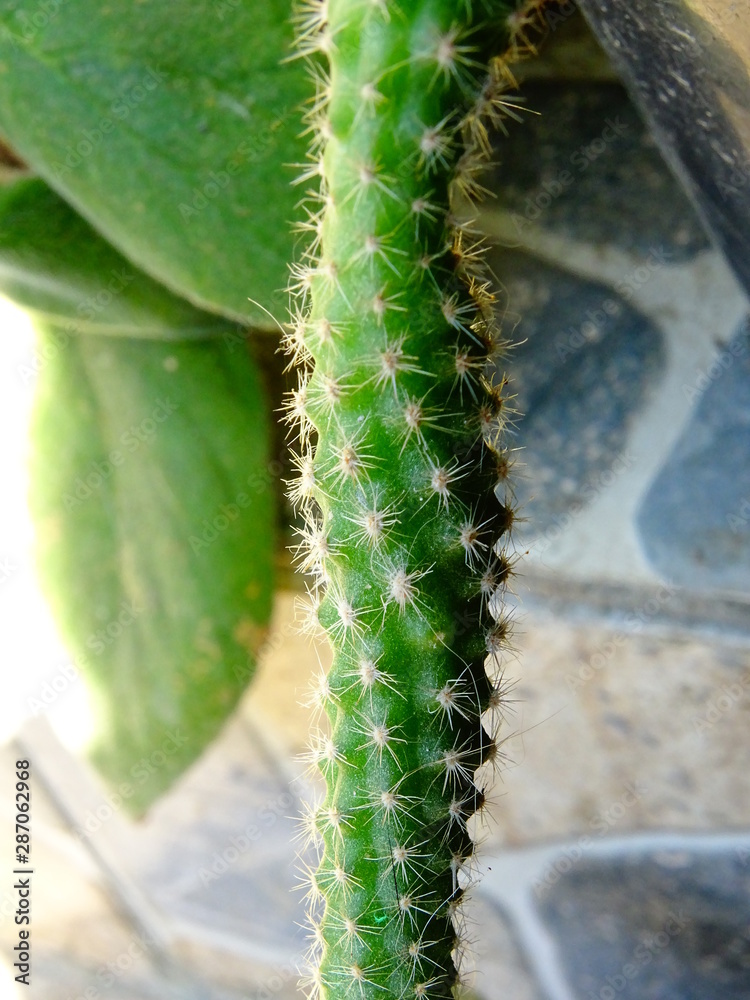 Fototapeta premium closeup of a cactus