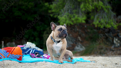 Fototapeta Naklejka Na Ścianę i Meble -  French bulldog on a beach and looking at the sea