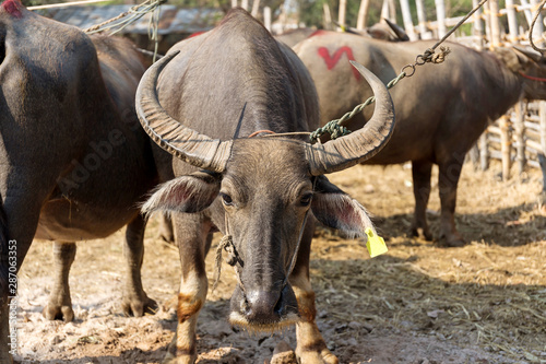 Thai buffalo  water buffalo