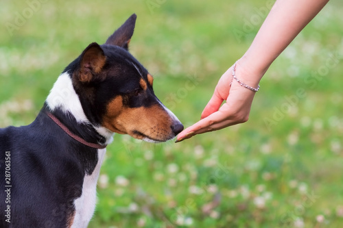 Young dog breeds, the Basenji stands in a Park on green grass and take food from her hand. The concept of training dog