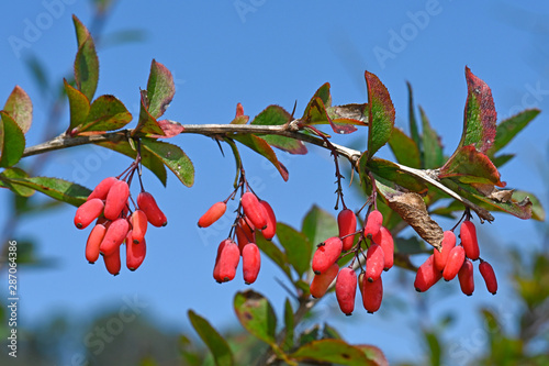 Fotografía Berberitze / Sauerdorn (Berberis vulgaris) - barberry