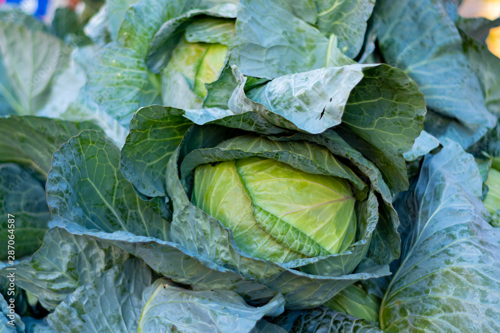 Fototapeta premium Cabbage