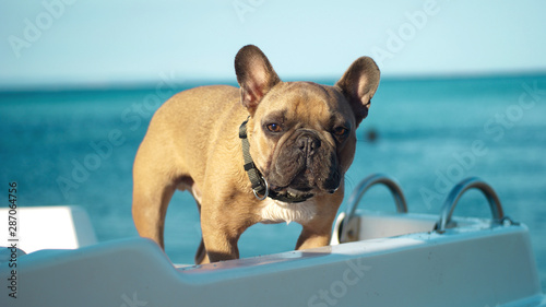 French bulldog on sea boat  © olegosp