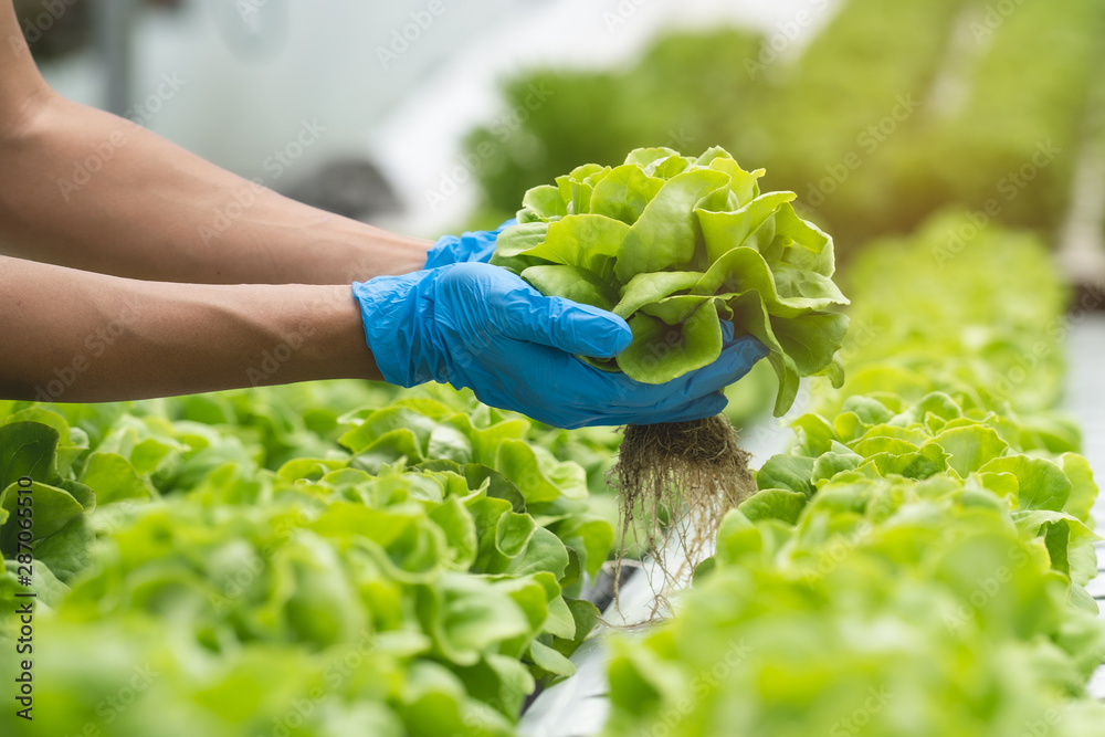 close up view hands of farmer picking lettuce in hydroponic greenhouse. - obrazy, fototapety, plakaty 