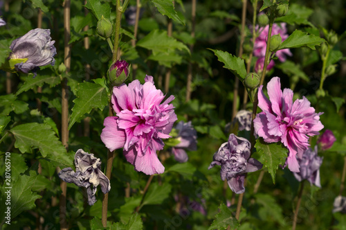 hibiscus magenta chiffon © sergodef