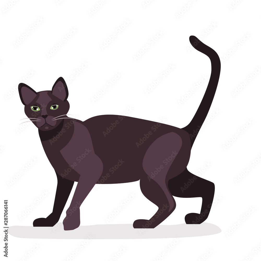 Cat Havana Brown Cartoon. Vector of purebred havana brown cat. Kawaii Style. isolated on White Background. vector illustration
