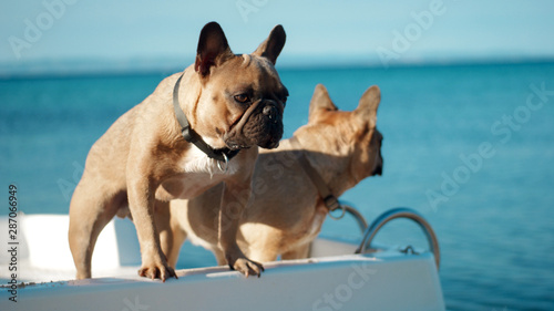 Fototapeta Naklejka Na Ścianę i Meble -  Two French bulldog on boat looking at the sea