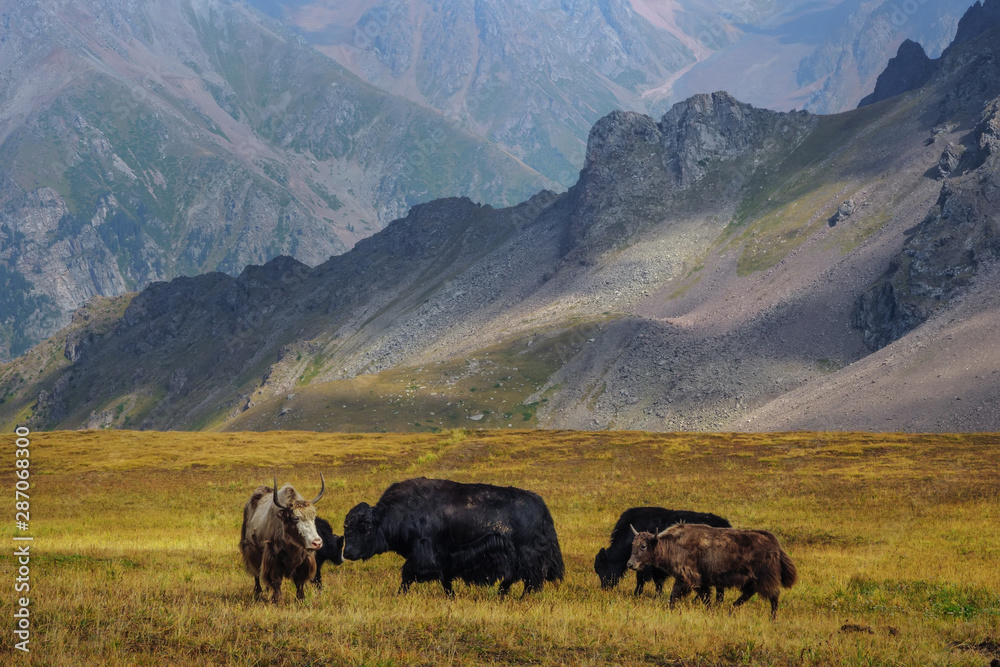 Black Yak-Tibetan cow. A livestock that is kept high in the mountains Black Yak-Tibetan cow. A livestock that is kept high in the mountains