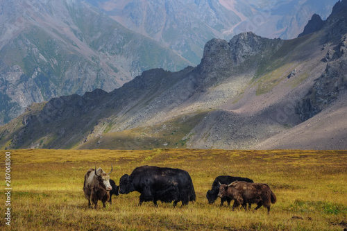 Black Yak-Tibetan cow. A livestock that is kept high in the mountains © Alex Sipeta
