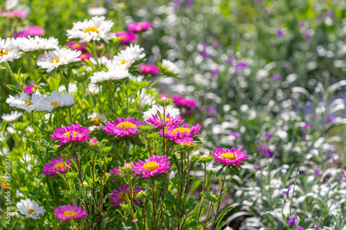 Garden of beautiful colorful flowers