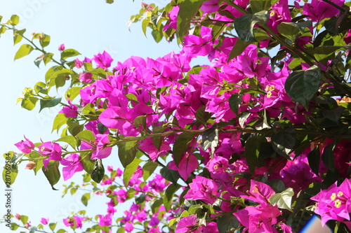  Bougainvillea mit Blüten photo