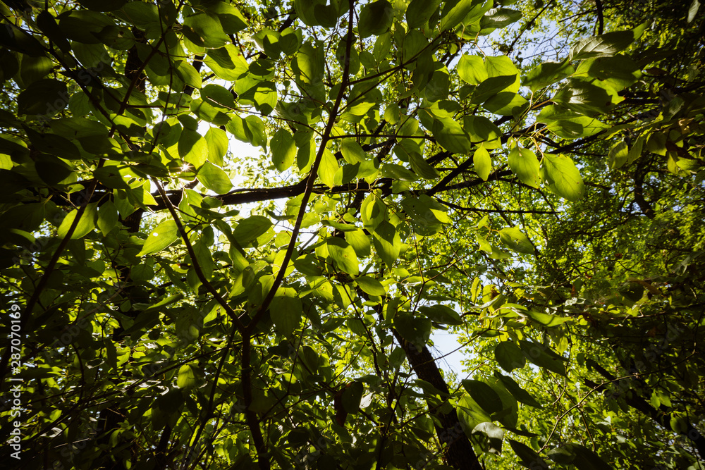 green leaves of tree green leaves of tree