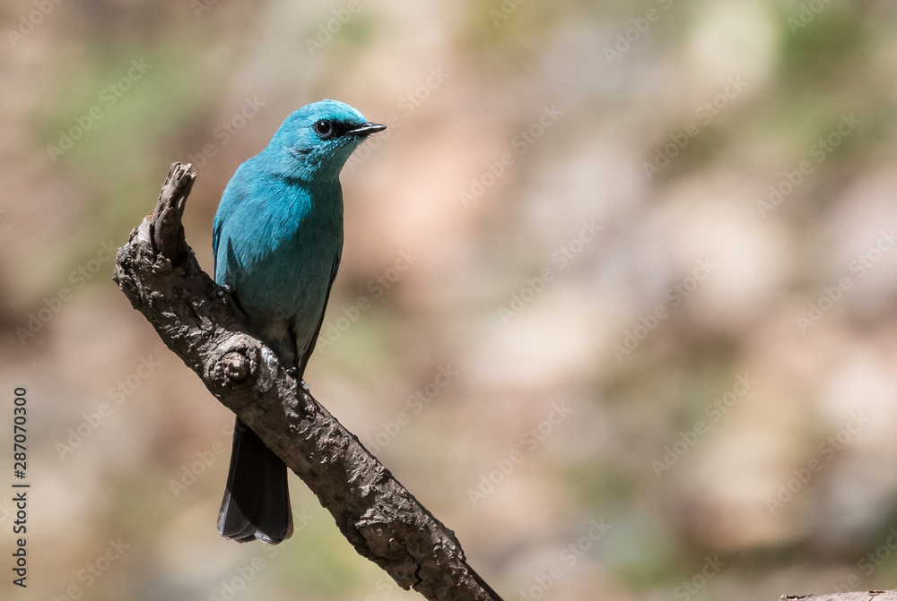 Verditer Flycatcher bird sitting on the perch of tree Verditer Flycatcher bird sitting on the perch of tree