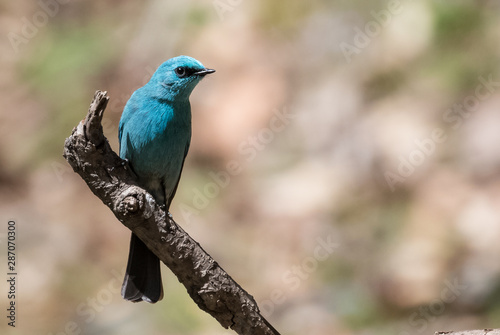 Verditer Flycatcher bird sitting on the perch of tree © Abhishek Mittal