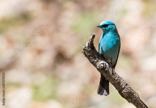 Verditer Flycatcher bird sitting on the perch of tree