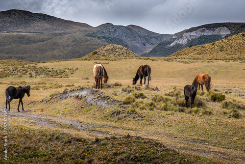 cavalli selvatici © tommypiconefotografo