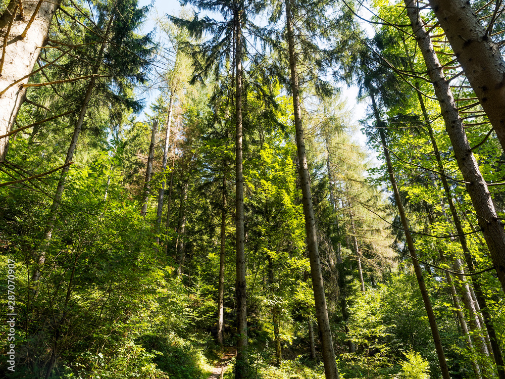 In Schönau im Schwarzwald mit tollen wald Aussichten in ruhiger Natur In Schönau im Schwarzwald mit tollen wald Aussichten in ruhiger Natur