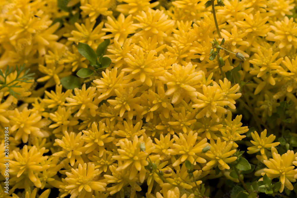 Autumn Flowers in the garden spreading fragrance and love Autumn Flowers in the garden spreading fragrance and love