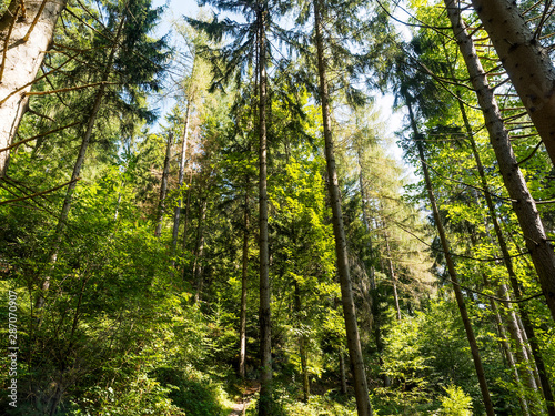 In Schönau im Schwarzwald mit tollen wald Aussichten in ruhiger Natur