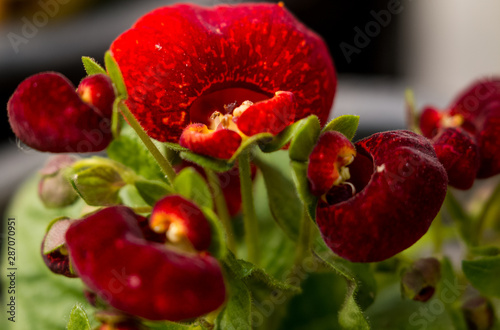 Autumn Flowers in the garden spreading fragrance and love photo