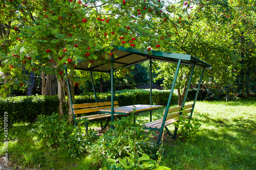 Wooden gazebo in the garden under a tree ripe Rowan. Rowan berries on a branch.