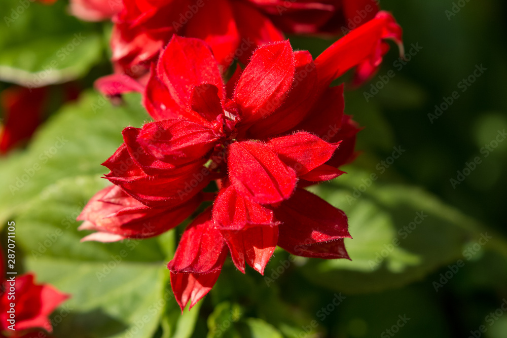 Autumn Flowers in the garden spreading fragrance and love Autumn Flowers in the garden spreading fragrance and love