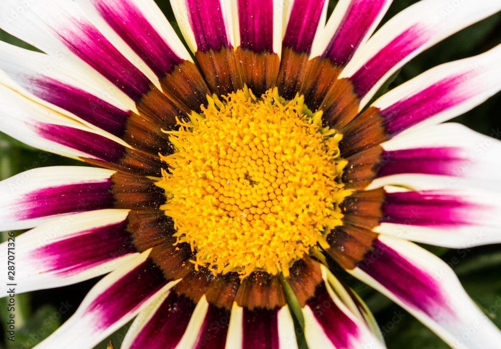 Autumn Flowers in the garden spreading fragrance and love Autumn Flowers in the garden spreading fragrance and love
