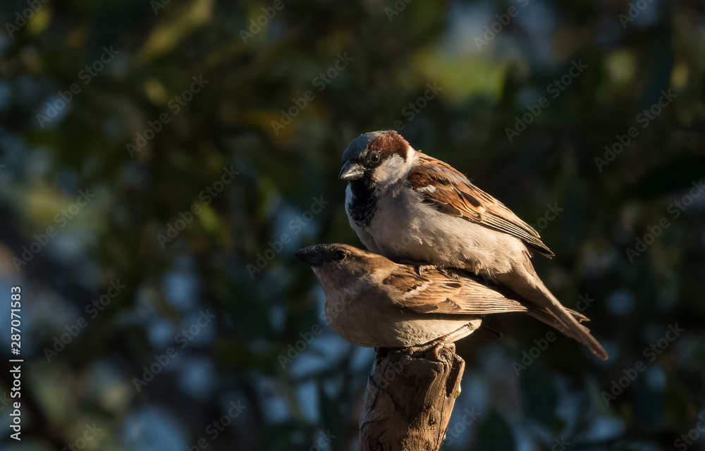 Fototapeta premium House Sparrow Bird mating at Uttarakhand