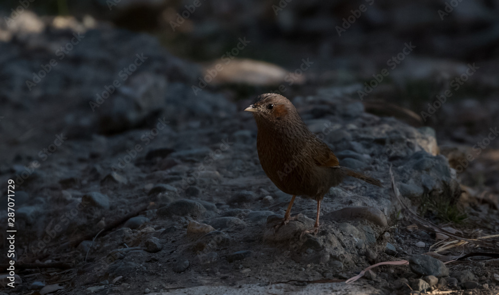 Indian Birds in their natural habitat Indian Birds in their natural habitat