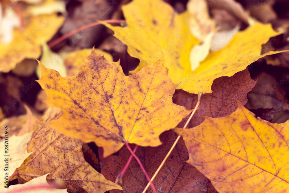 background from autumn maple leaves background from autumn maple leaves