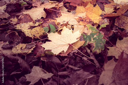 background from autumn maple leaf