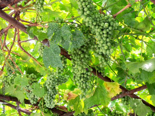 Vine with ripening green grapes